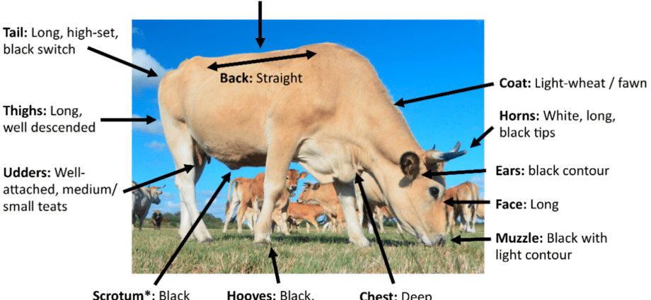 Biological and economic features of cattle