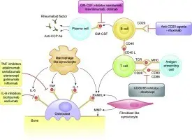 Biological treatment in rheumatic diseases