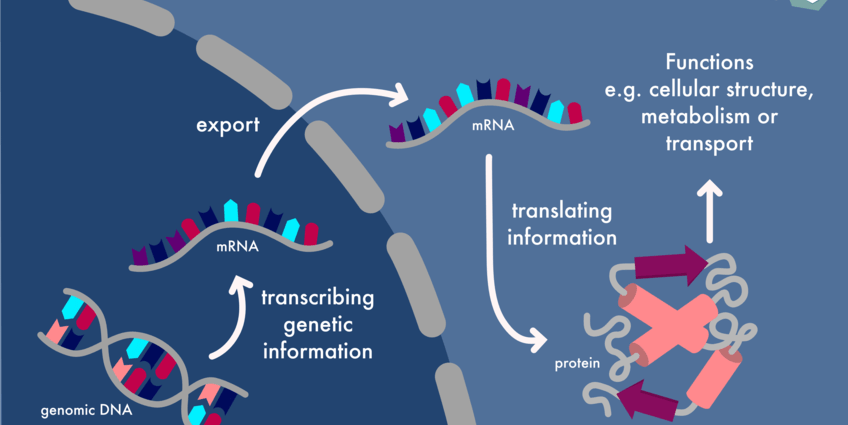 Biologist: Fears that the mRNA in the vaccine will modify our genome are unfounded