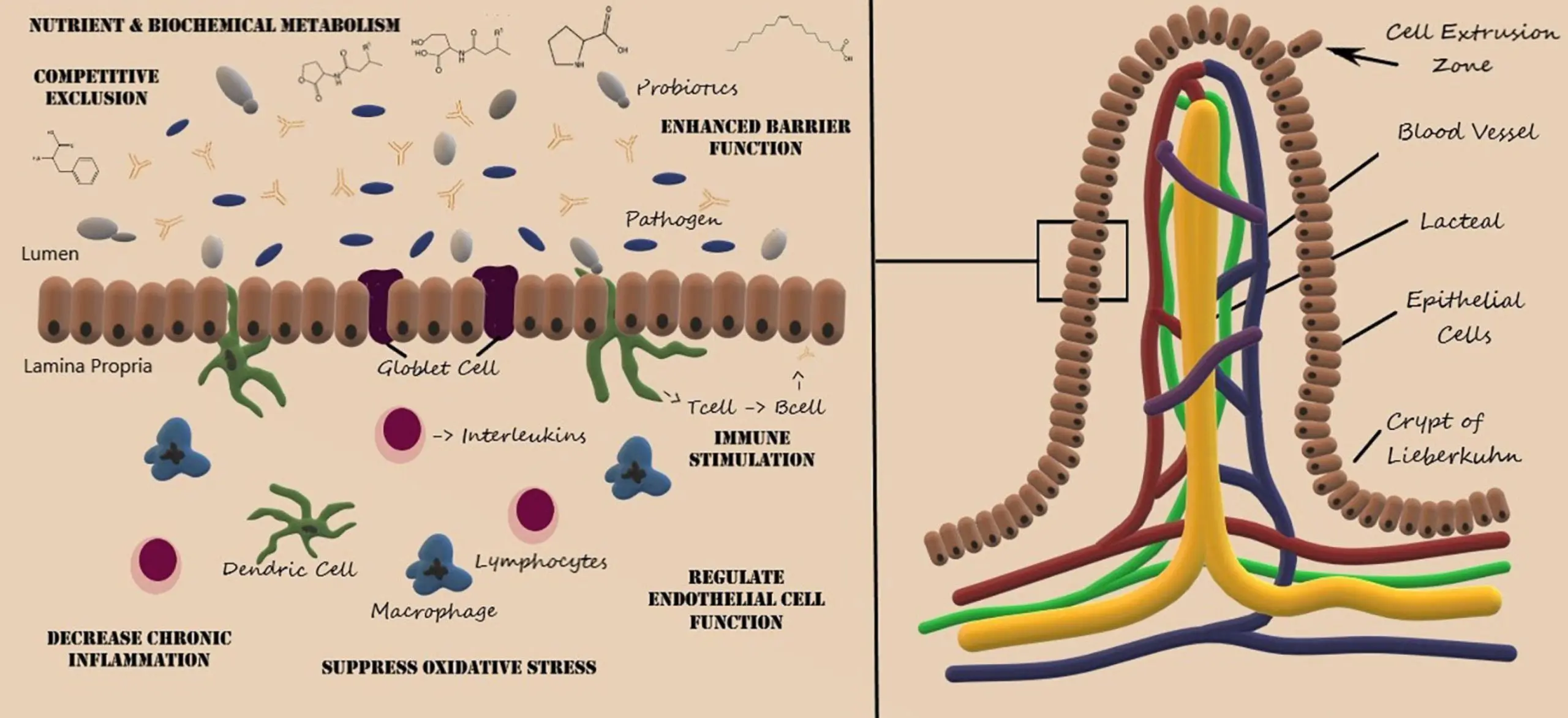 Biotic &#8211; properties, indications, contraindications, dosage