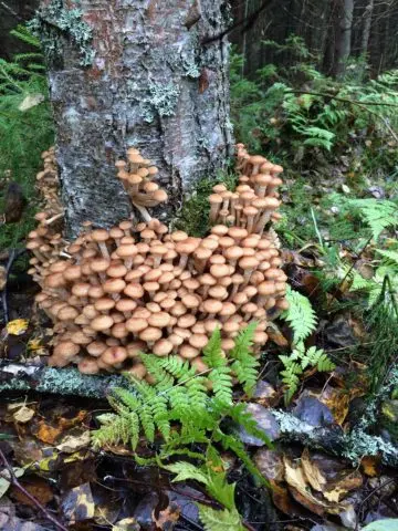 Birch honey agaric: photo, how they look, use