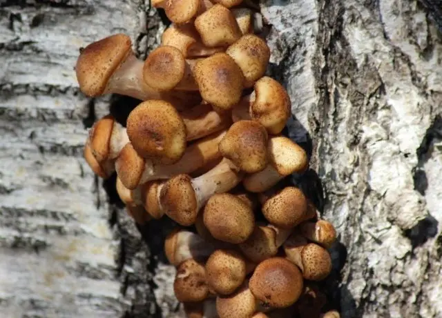 Birch honey agaric: photo, how they look, use