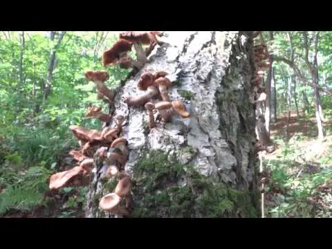 Birch honey agaric: photo, how they look, use