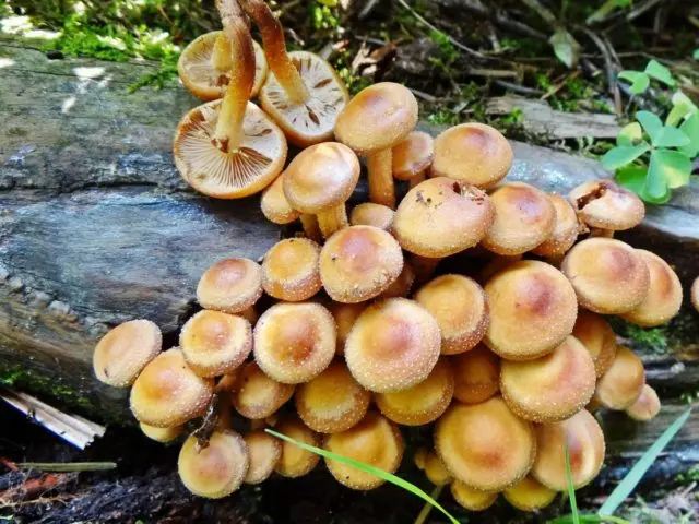 Birch honey agaric: photo, how they look, use