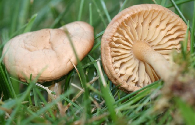 Birch honey agaric: photo, how they look, use