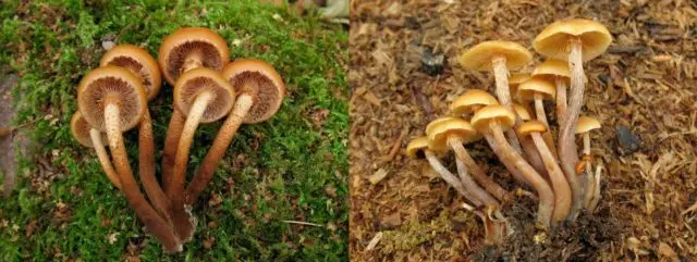 Birch honey agaric: photo, how they look, use