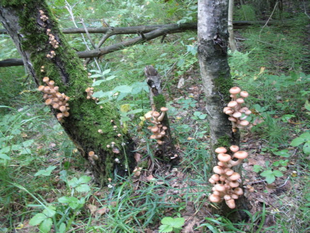 Birch honey agaric: photo, how they look, use