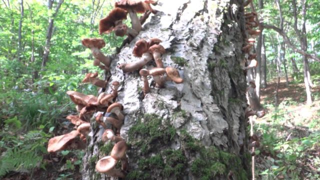 Birch honey agaric: photo, how they look, use