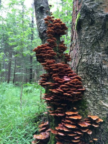 Birch honey agaric: photo, how they look, use