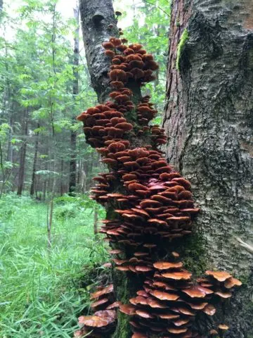 Birch honey agaric: photo, how they look, use