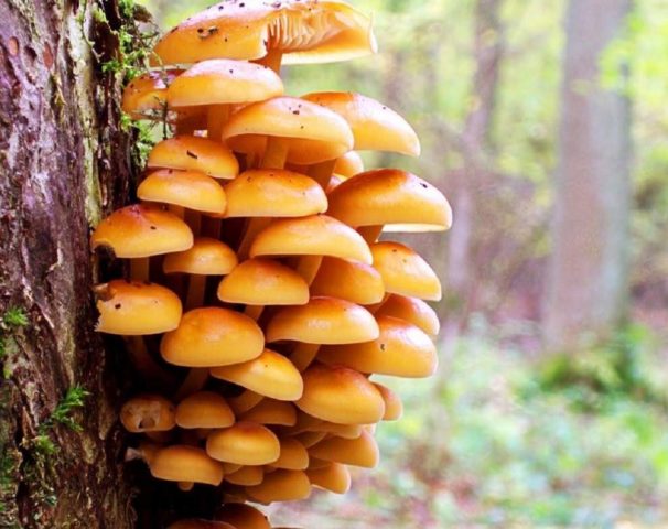 Birch honey agaric: photo, how they look, use