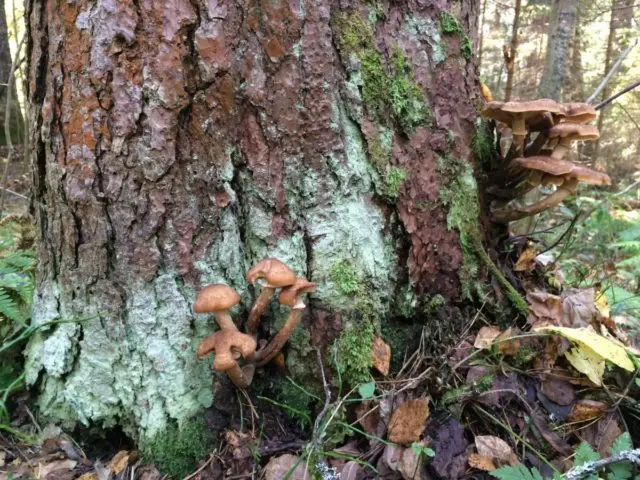 Birch honey agaric: photo, how they look, use