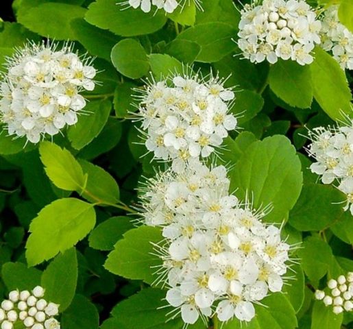 Birch leaf spirea: planting and care, photo