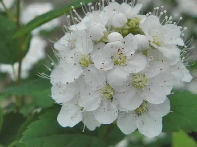 Birch leaf spirea: planting and care, photo