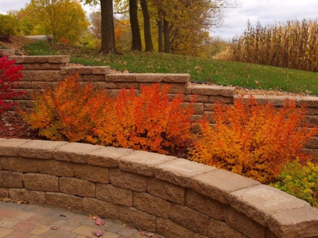 Birch leaf spirea: planting and care, photo