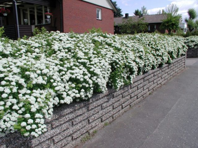 Birch leaf spirea: planting and care, photo