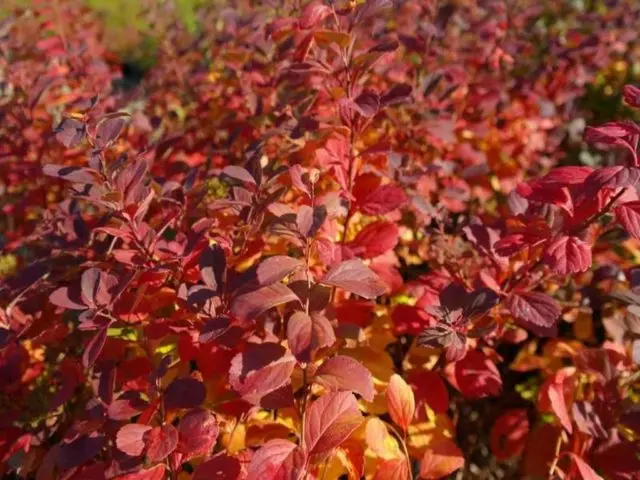 Birch leaf spirea: planting and care, photo