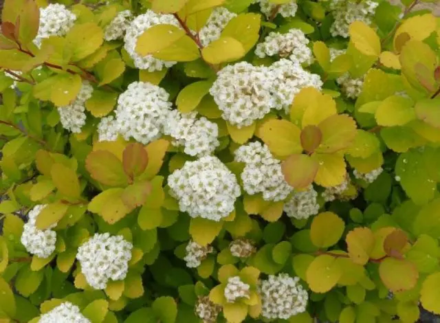 Birch leaf spirea: planting and care, photo