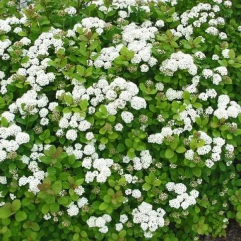 Birch leaf spirea: planting and care, photo