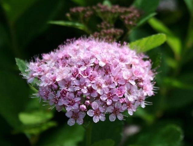 Birch leaf spirea: planting and care, photo