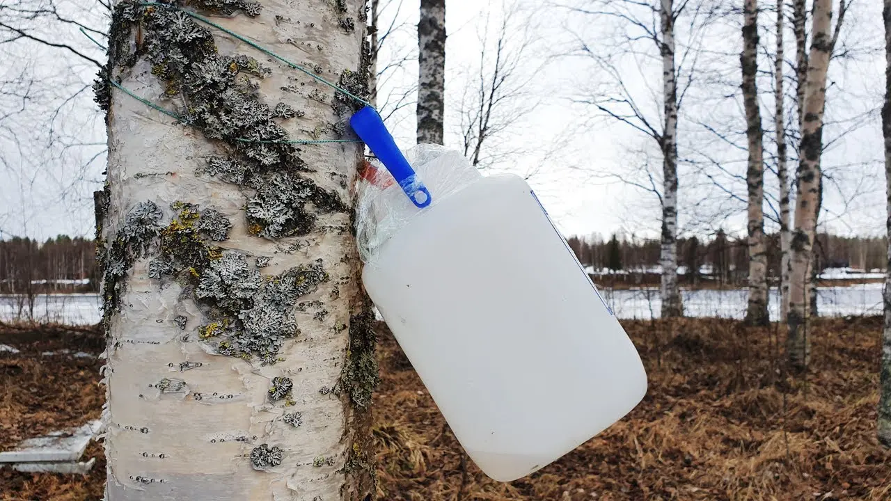 Birch sap: sap preservation at home for the winter