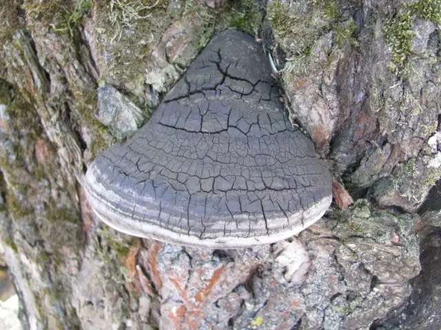 Birch sponge (Birch tinder): photo and description, medicinal properties and contraindications