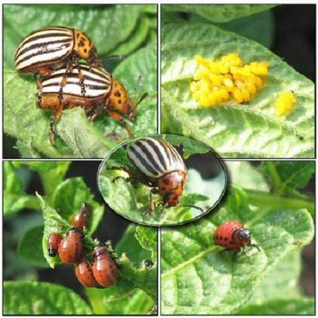 Birch tar from the Colorado potato beetle: reviews