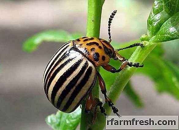 Birch tar from the Colorado potato beetle: reviews