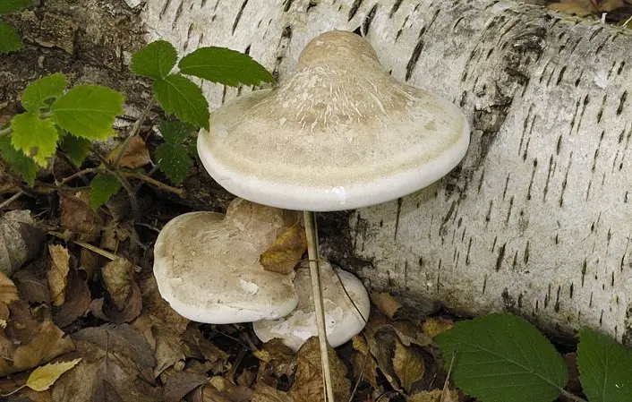 Birch tree (Fomitopsis betulina) photo and description