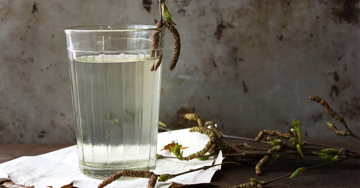 Birch water &#8211; healing properties and use of birch water