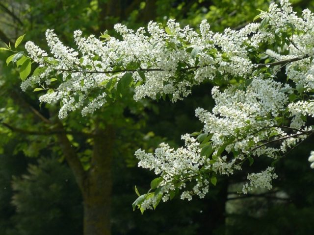 Bird cherry berries: benefits and harms