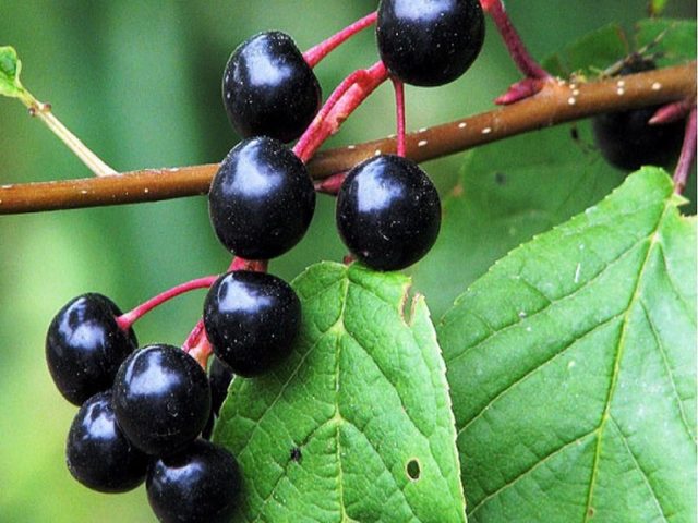 Bird cherry berries: benefits and harms