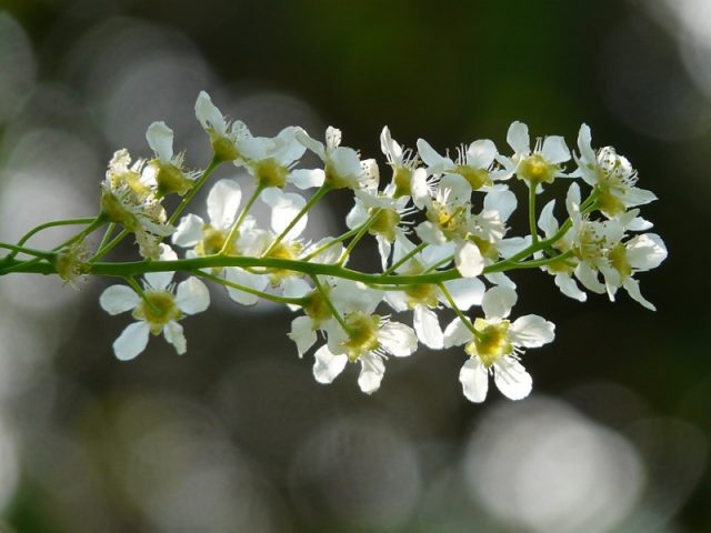 Bird cherry berries: benefits and harms