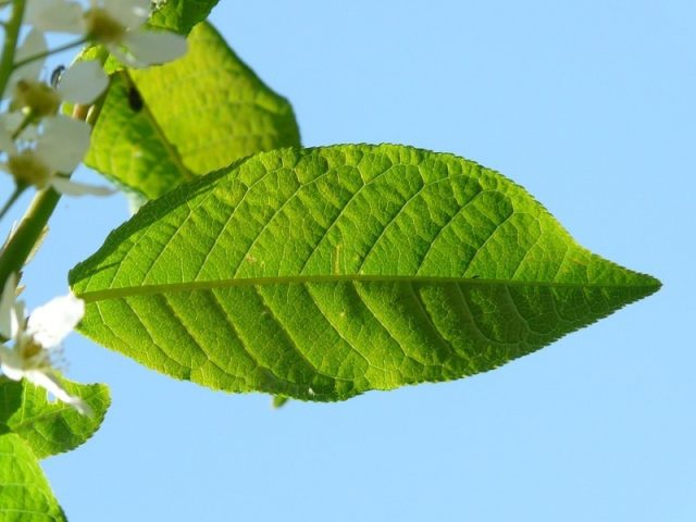 Bird cherry berries: benefits and harms