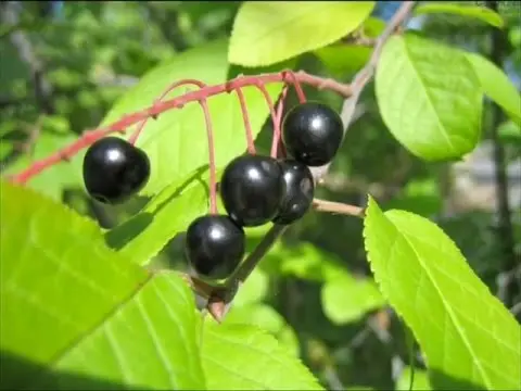 Bird cherry berries: benefits and harms