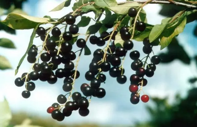 Bird cherry flour recipe