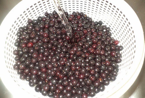 Bird cherry jam