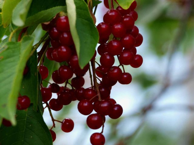 Bird cherry jam