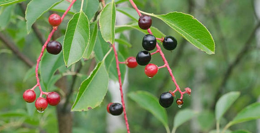 Bird cherry jam