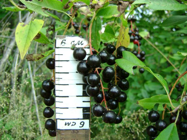 Bird cherry Late Joy