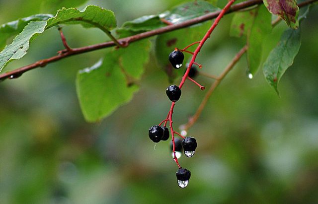 Bird cherry Late Joy