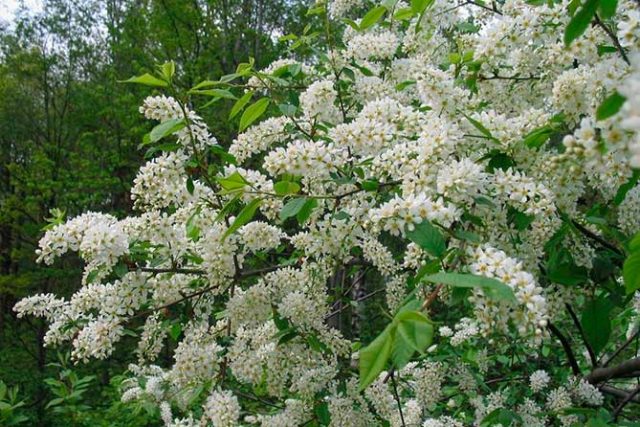 Bird cherry Late Joy