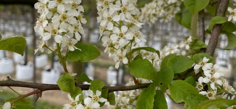 Bird cherry Late Joy