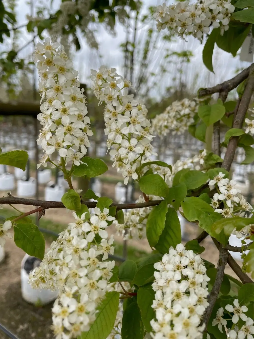 Bird cherry Late Joy