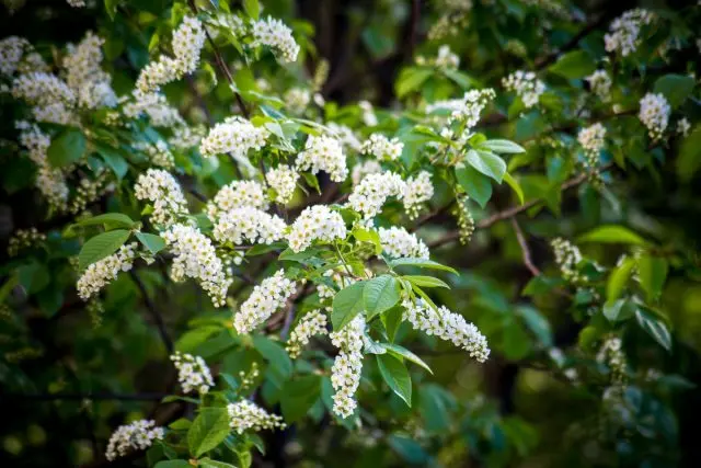 Bird cherry Maaka: photo and description