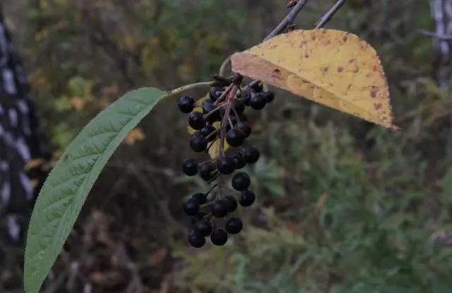 Bird cherry Maaka: photo and description