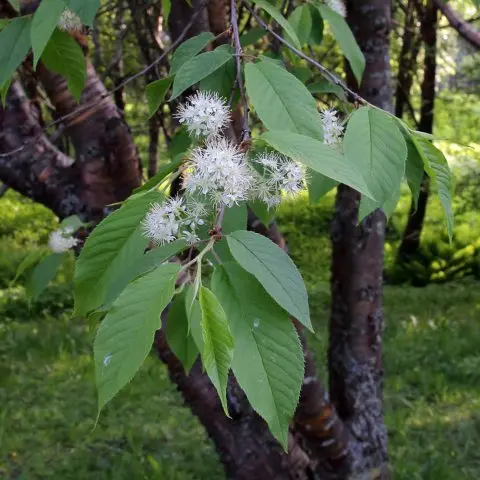 Bird cherry Maaka: photo and description