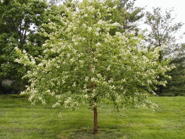 Bird cherry Maaka: photo and description