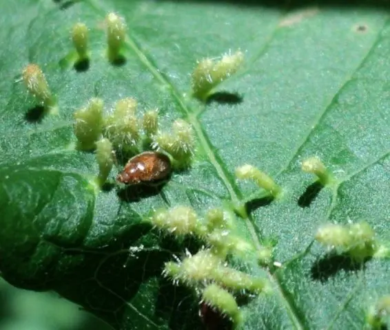 Bird cherry Maaka: photo and description