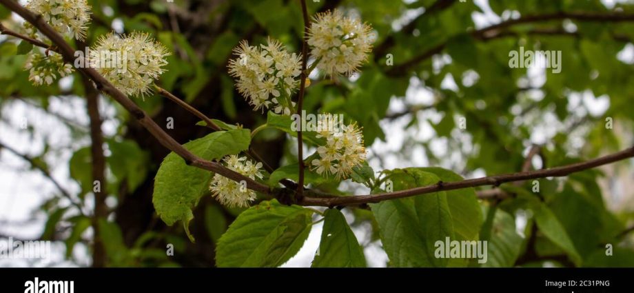 Bird cherry Maaka: photo and description